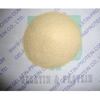 Beef Gelatin