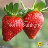 Strawberry Flavor
