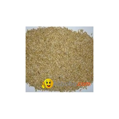 feed barleypicture1