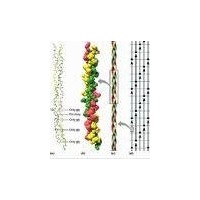 Collagen