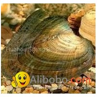 Pearl Mussel Polysaccharide