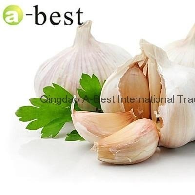 New corps Fresh Garlicpicture1