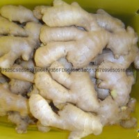 NEW AIR DRIED GINGER