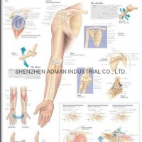 THE SHOULDER & ELBOW--3D RELIEF WALL MEDICAL/PHARMA CHART/POSTER