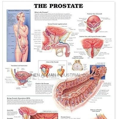 THE PROSTATE--3D RELIEF WALL MEDICAL/PHARMA CHART/POSTERpicture1