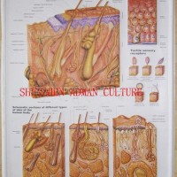 THE SKIN--3D EMBOSSED HUMAN BODY ANATOMY CHART/POSTER