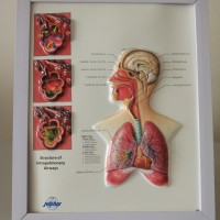 EASEL 3D RELIEF DESK MEDICAL POSTER/BOARD