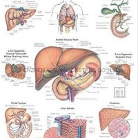 The Liver--3D RELIEF WALL MEDICAL/PHARMA CHART/POSTER