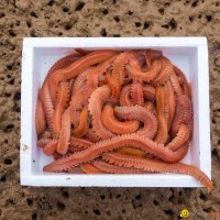 Living lugworms Living baits sea fishing baits