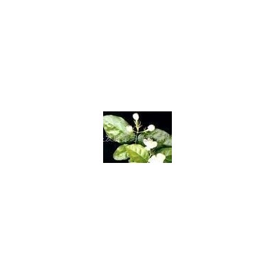 Jasmine Oilpicture1