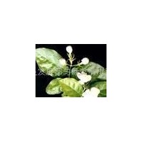 Jasmine Oil