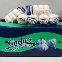 High quality Chinese Normal white garlic&pure white garlic