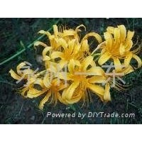 Lycoris Radiata Extract