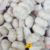 normal white garlic