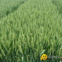 Golden Wheat  ( Liquid )