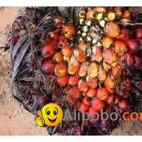 Natural Cheap Palm Kernel From Africa