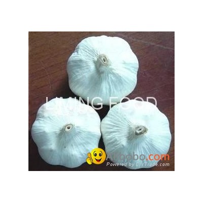 GARLICpicture1