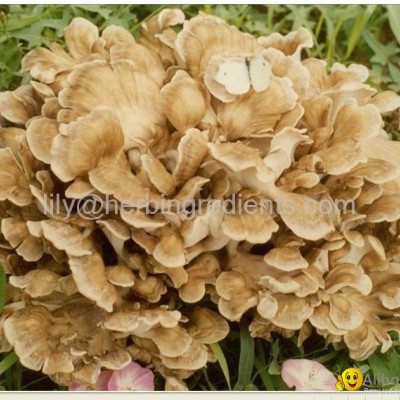 Maitake Mushroom P.E.picture1