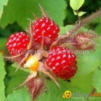 Raspberry ketone P.E.