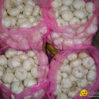 NEW  PURE WHITE Fresh Garlic