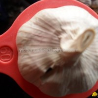pure white garlic,super white garlic