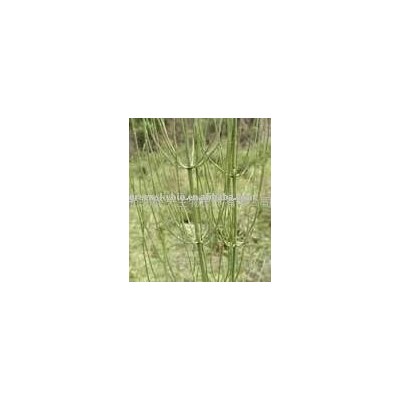 Horsetail extractpicture1