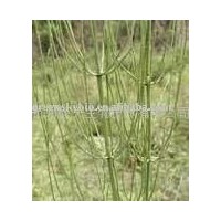 Horsetail extract