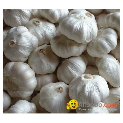 garlicpicture1