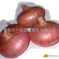 RED ONION BULBS