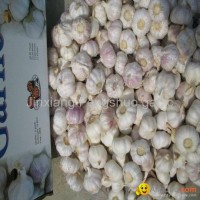 carton garlic