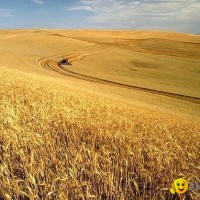 wheat