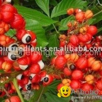 Guarana Seed P.E.