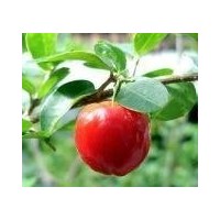 Acerola cherry extract