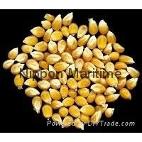 Dried Yellow Maize