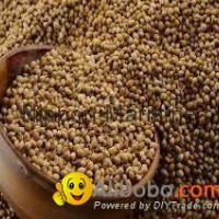 Coriander Seed