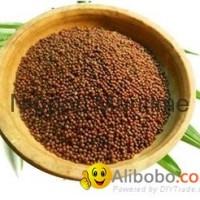 Mustard Seed