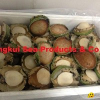Live Abalones