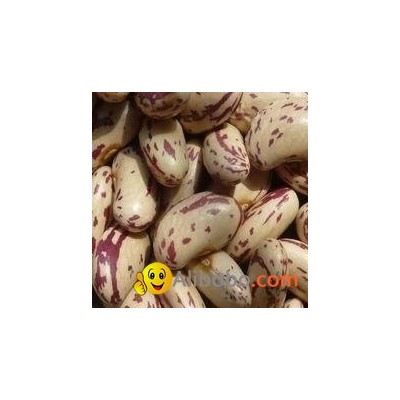 Light Speckled Kidney beans,Long Shapepicture1