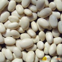 White Kidney beans
