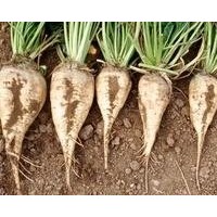 beet sugar