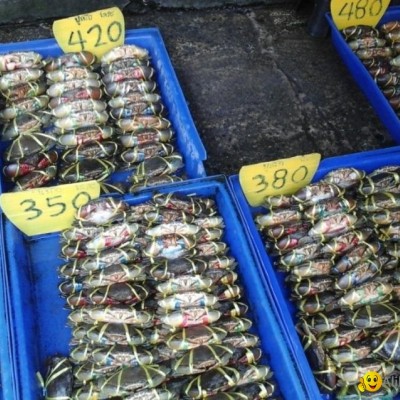 Live Mud Crabspicture1