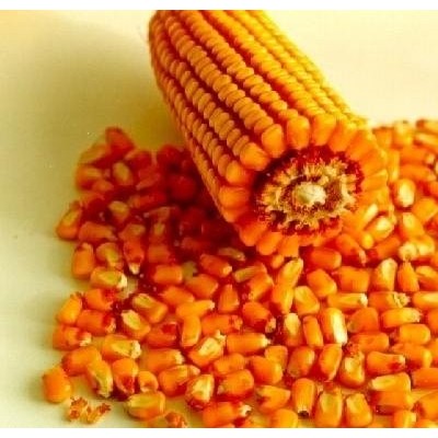 yellow corn(maize)picture1