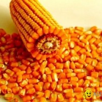 yellow corn(maize)