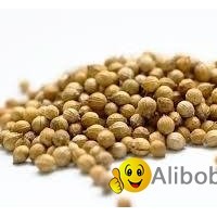 Coriander Seeds