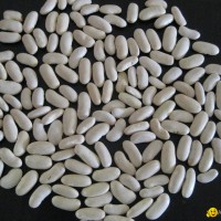 White kidney bean