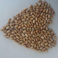 Light Speckled kidney beans(American round)