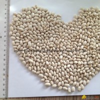 White kidney beans (Japan type)