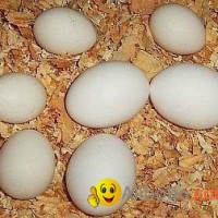 Chicken Hatching Eggs