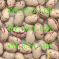 Light Speckled Kidney Beans-oval/ellipse