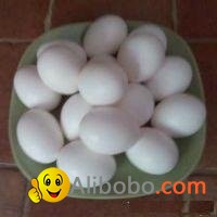 Chicken Table Eggs White & Brown